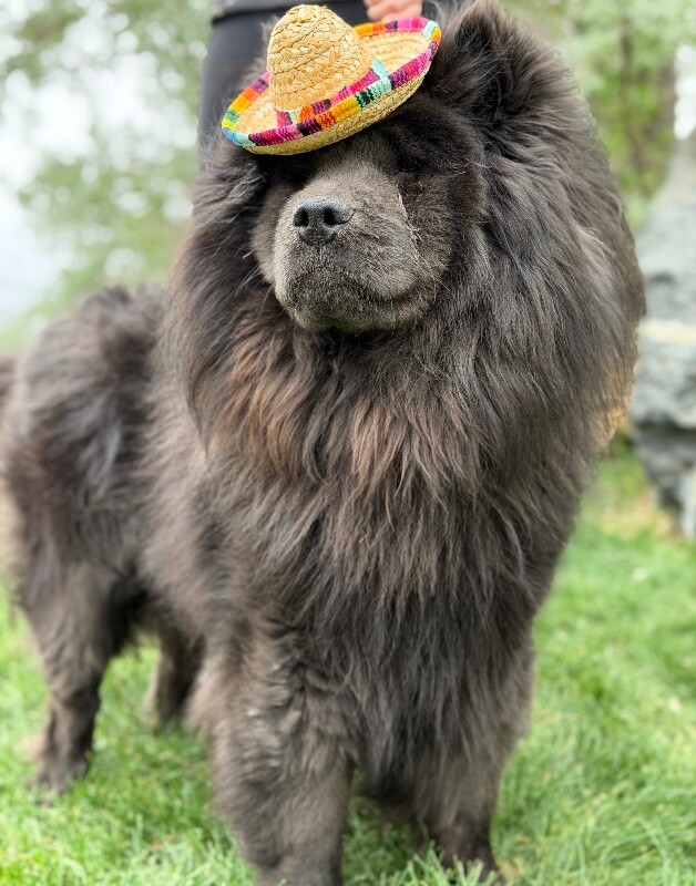 Picture of the Animal Listed