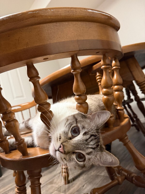 Picture of the Animal Listed