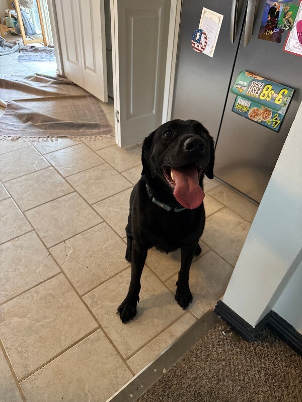 Picture of the Animal Listed