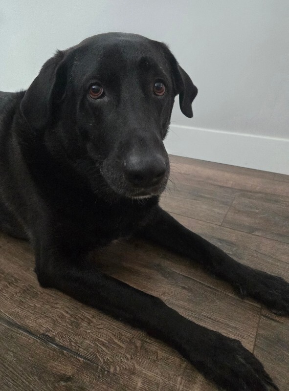 Picture of the Animal Listed