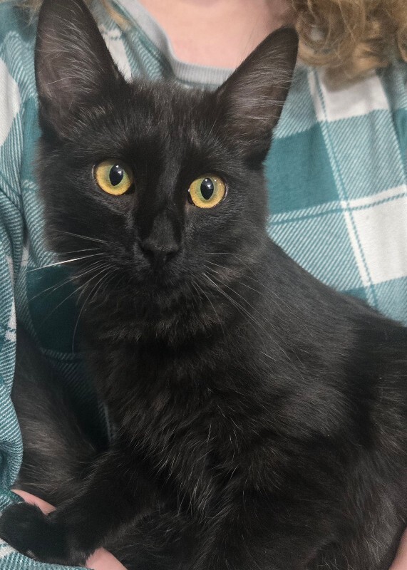 Picture of the Animal Listed