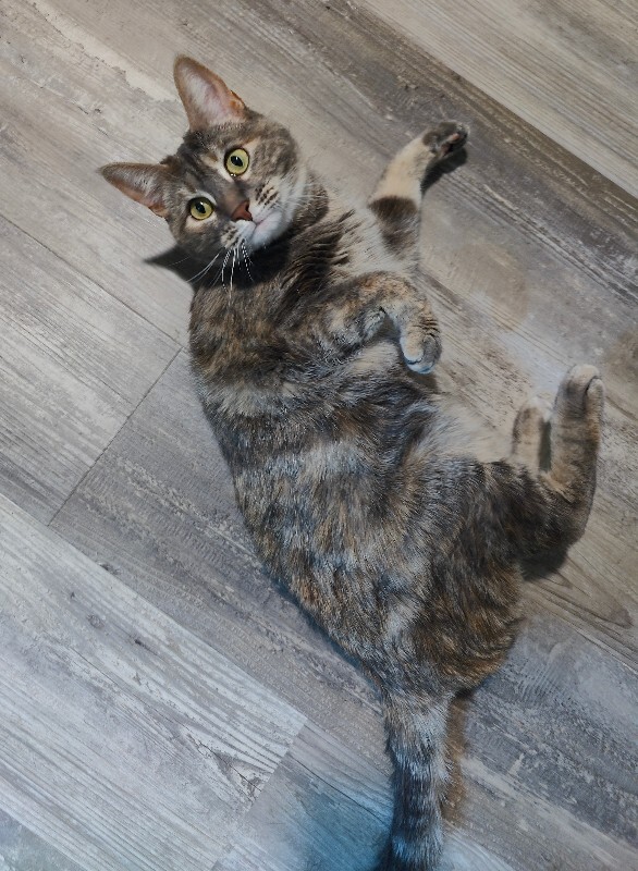 Picture of the Animal Listed