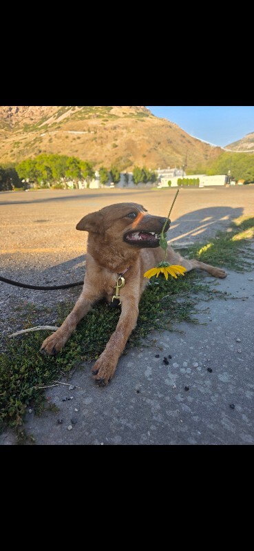 Picture of the Animal Listed