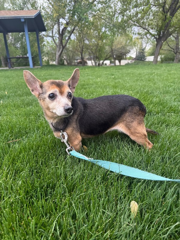 Picture of the Animal Listed