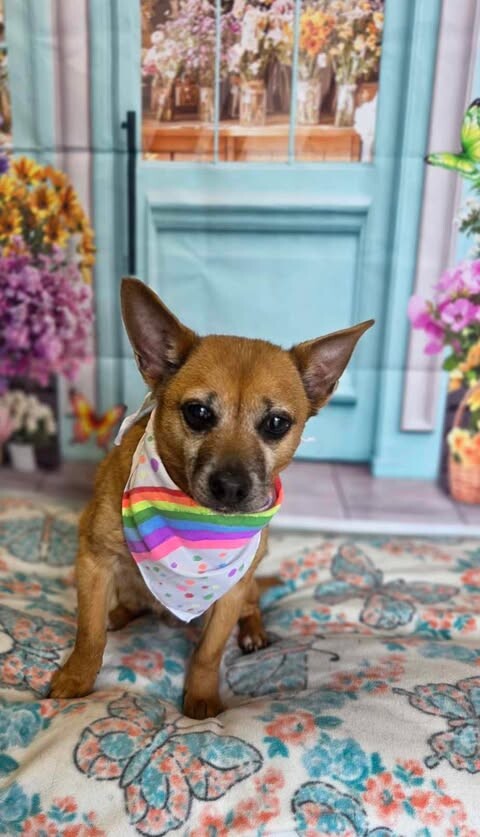 Picture of the Animal Listed