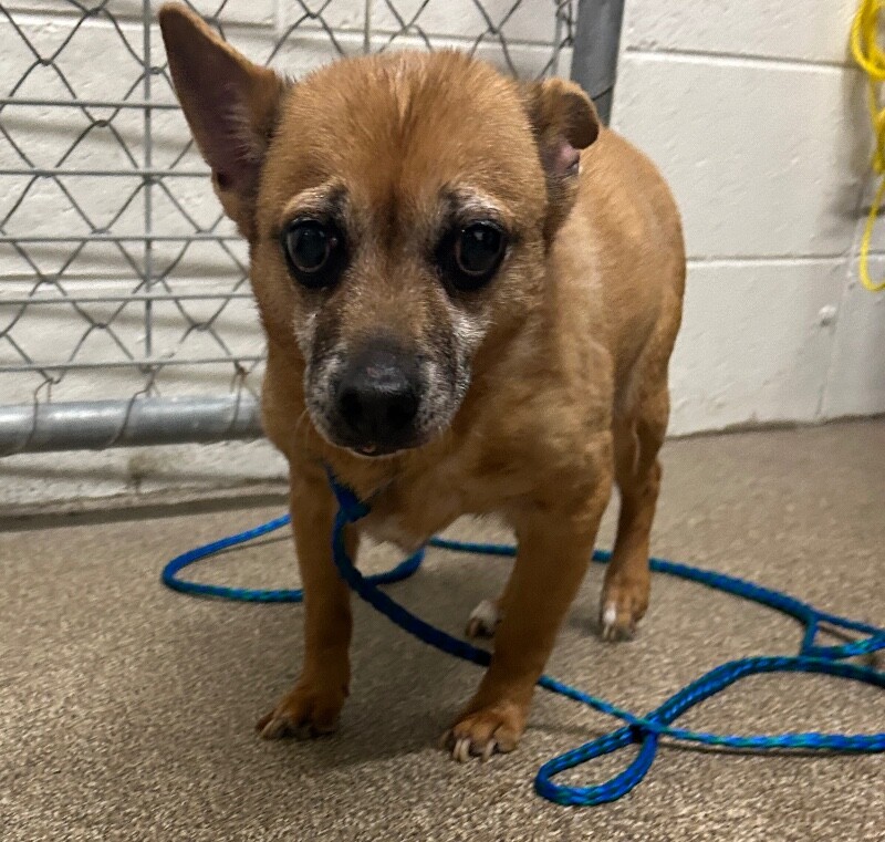 Picture of the Animal Listed