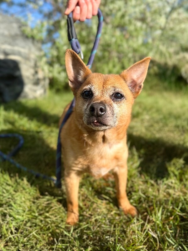 Picture of the Animal Listed