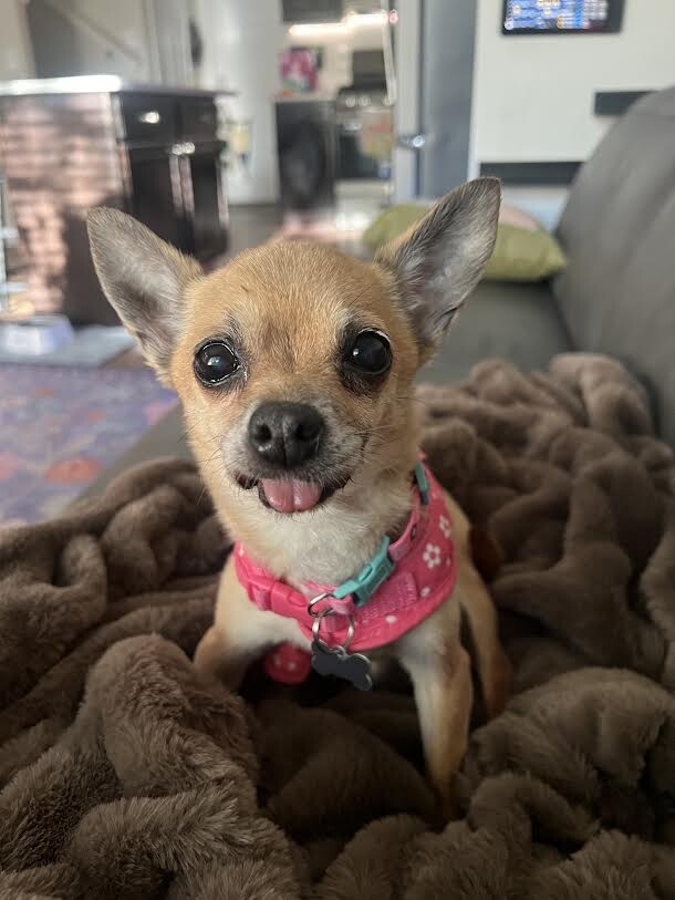 Picture of the Animal Listed