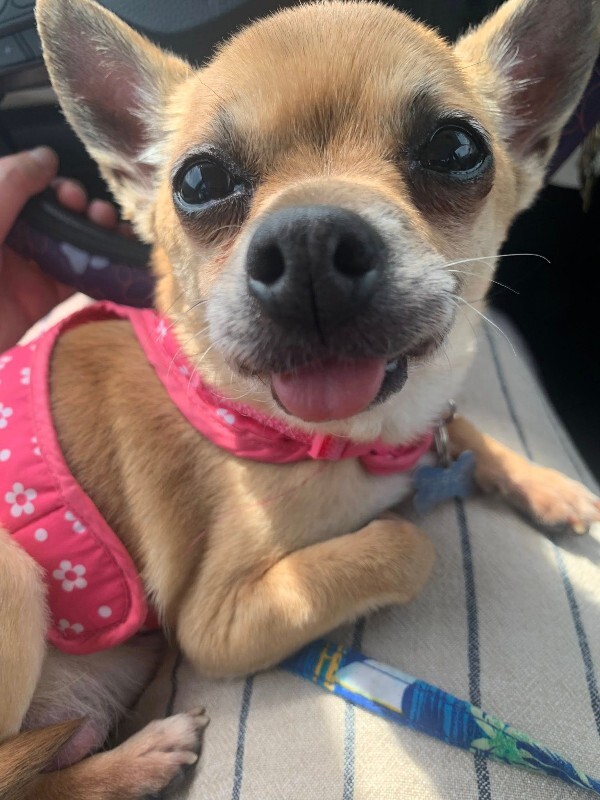 Picture of the Animal Listed