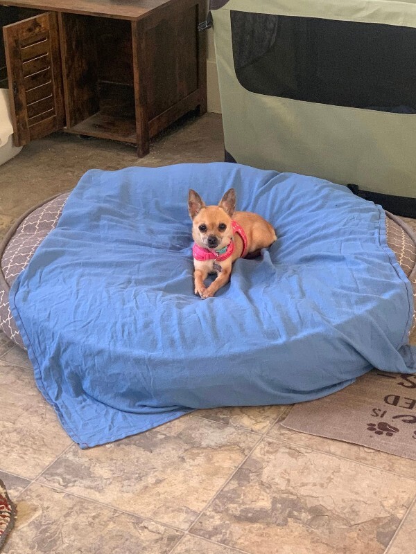 Picture of the Animal Listed