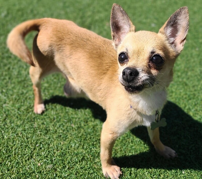 Picture of the Animal Listed