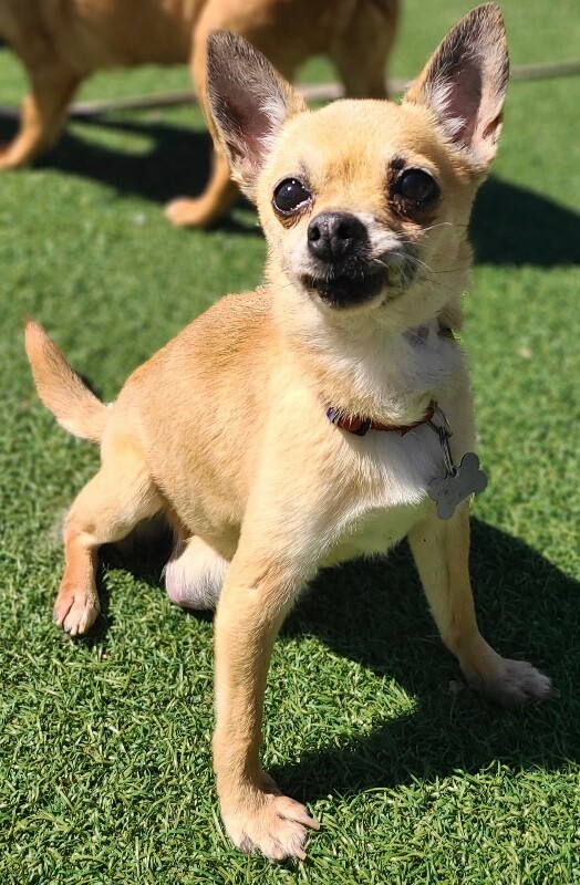 Picture of the Animal Listed