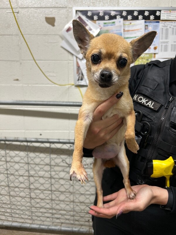 Picture of the Animal Listed