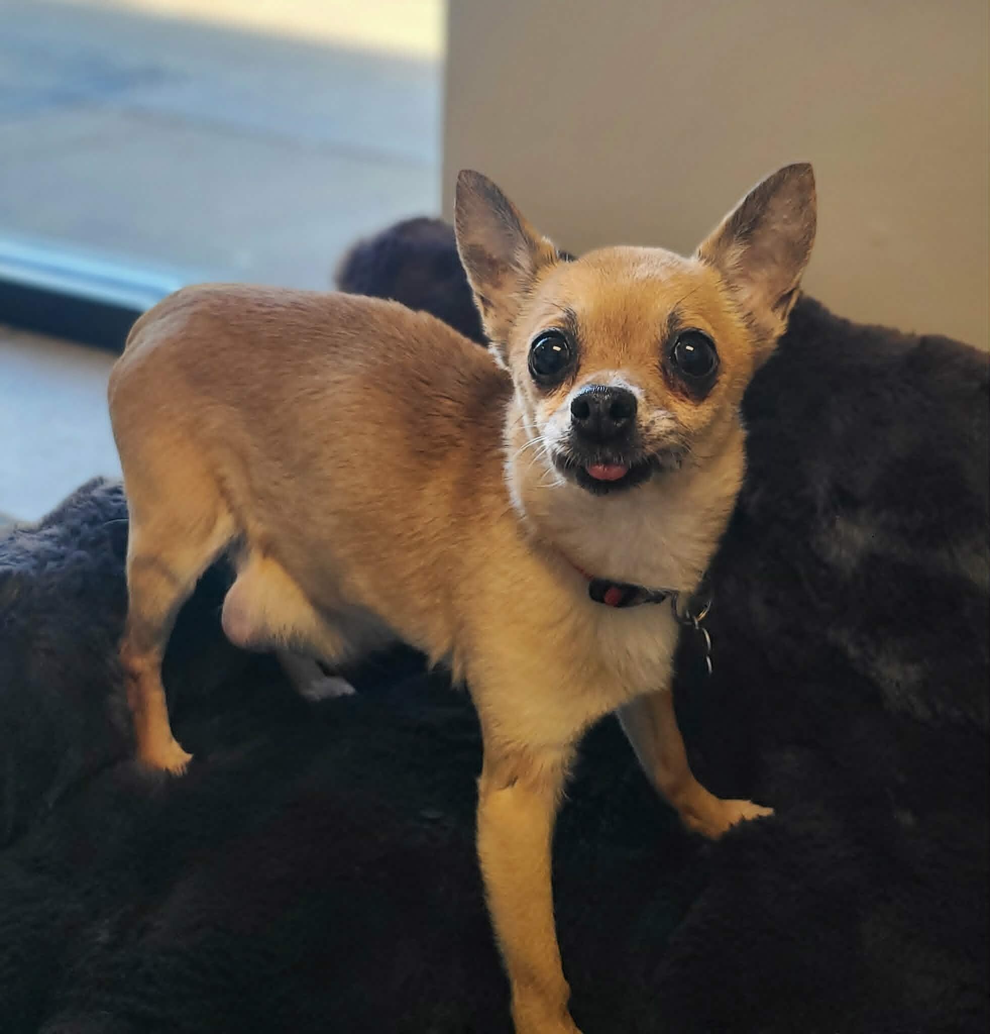 Picture of the Animal Listed