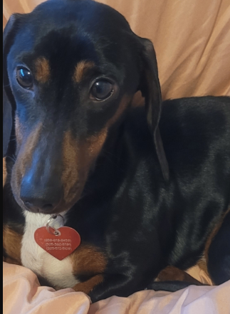 Picture of the Animal Listed