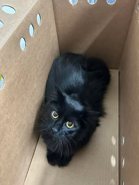 Picture of the Animal Listed