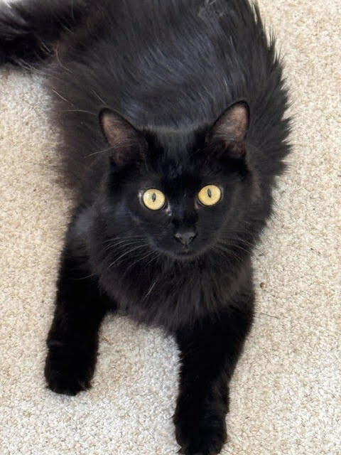 Picture of the Animal Listed
