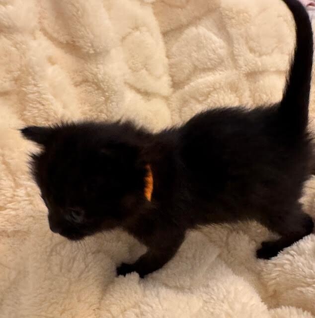 Picture of the Animal Listed