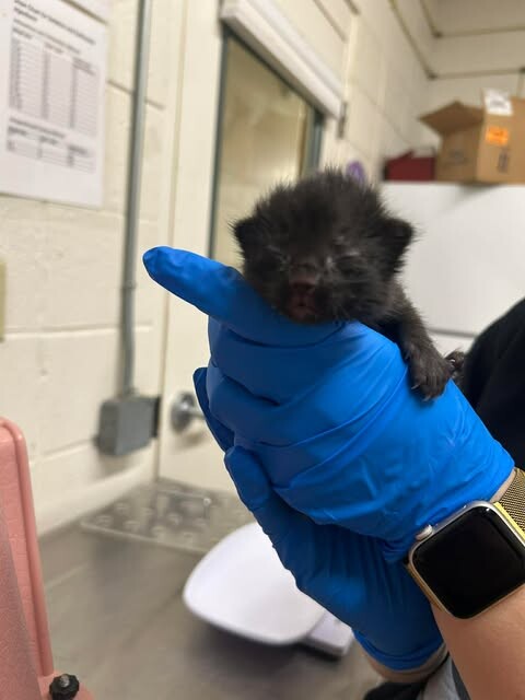 Picture of the Animal Listed