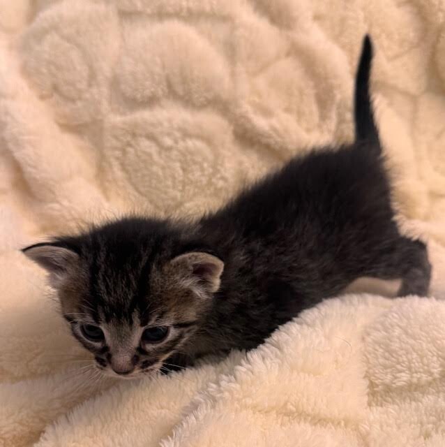 Picture of the Animal Listed