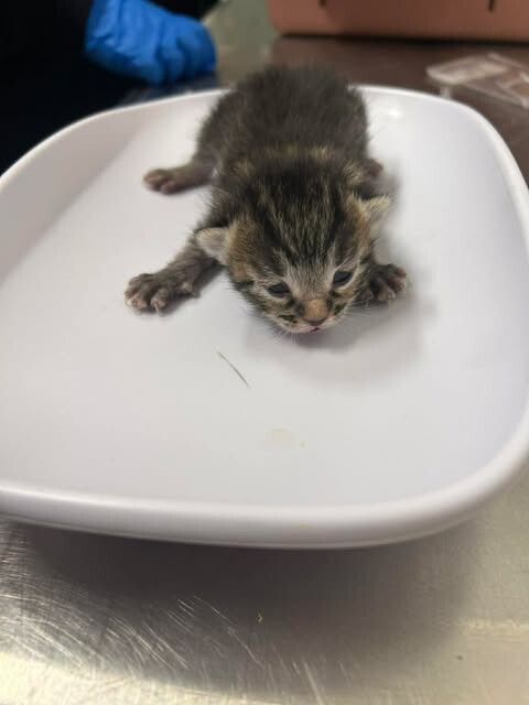 Picture of the Animal Listed