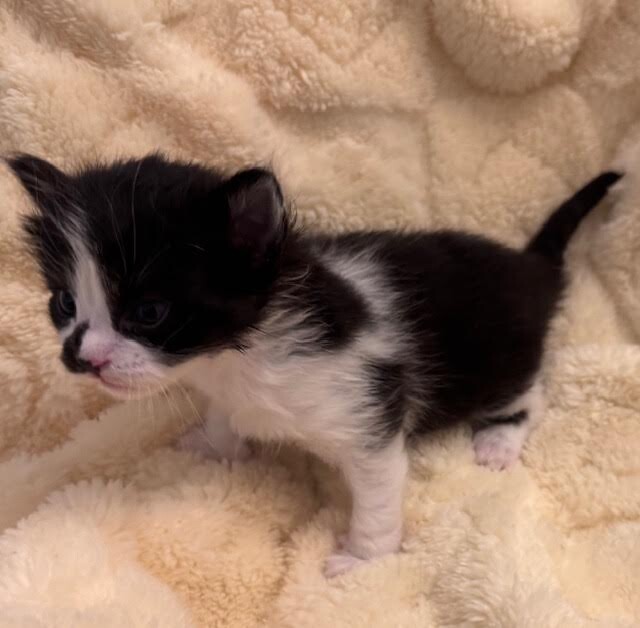 Picture of the Animal Listed