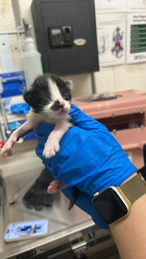 Picture of the Animal Listed