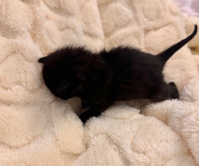 Picture of the Animal Listed