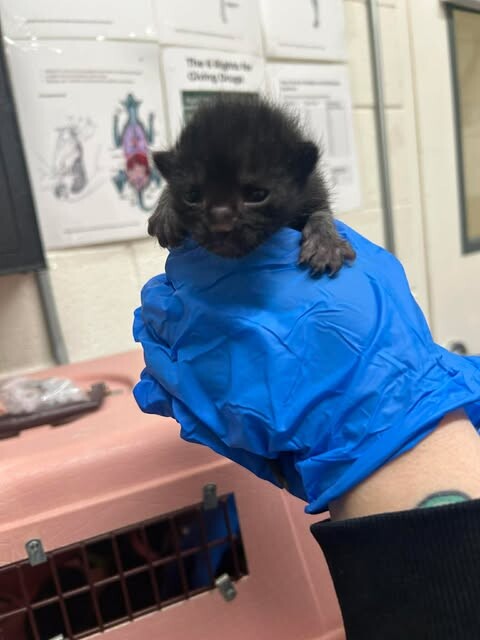 Picture of the Animal Listed