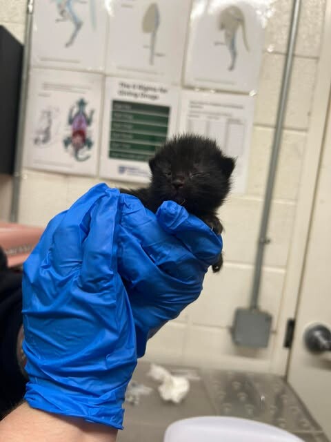 Picture of the Animal Listed