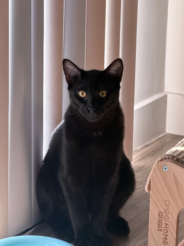 Picture of the Animal Listed