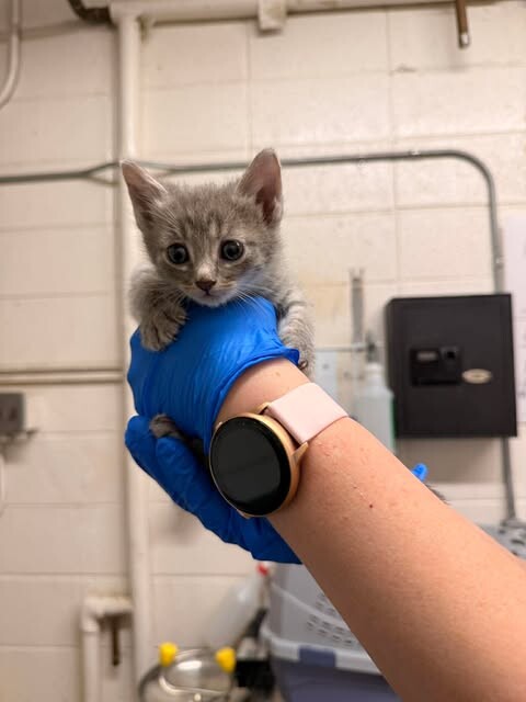 Picture of the Animal Listed