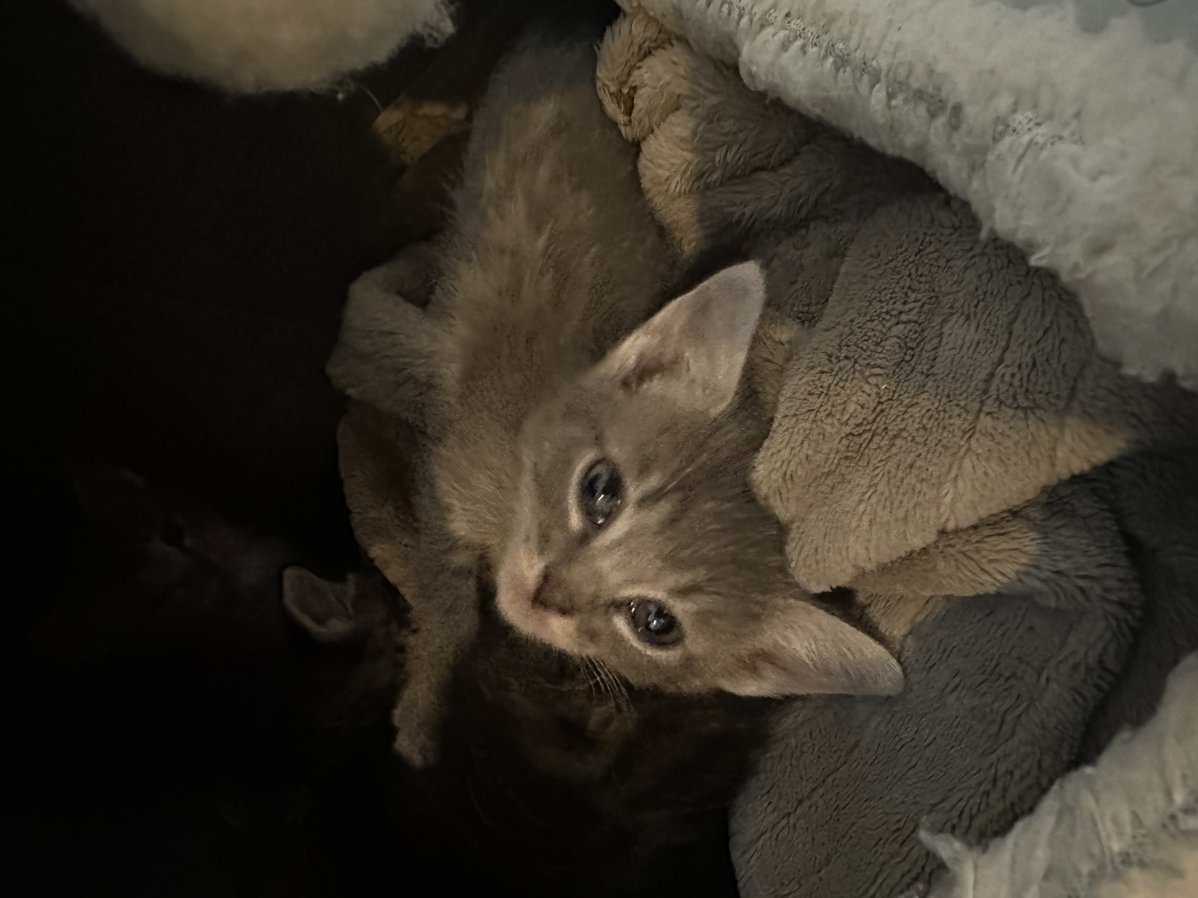 Picture of the Animal Listed