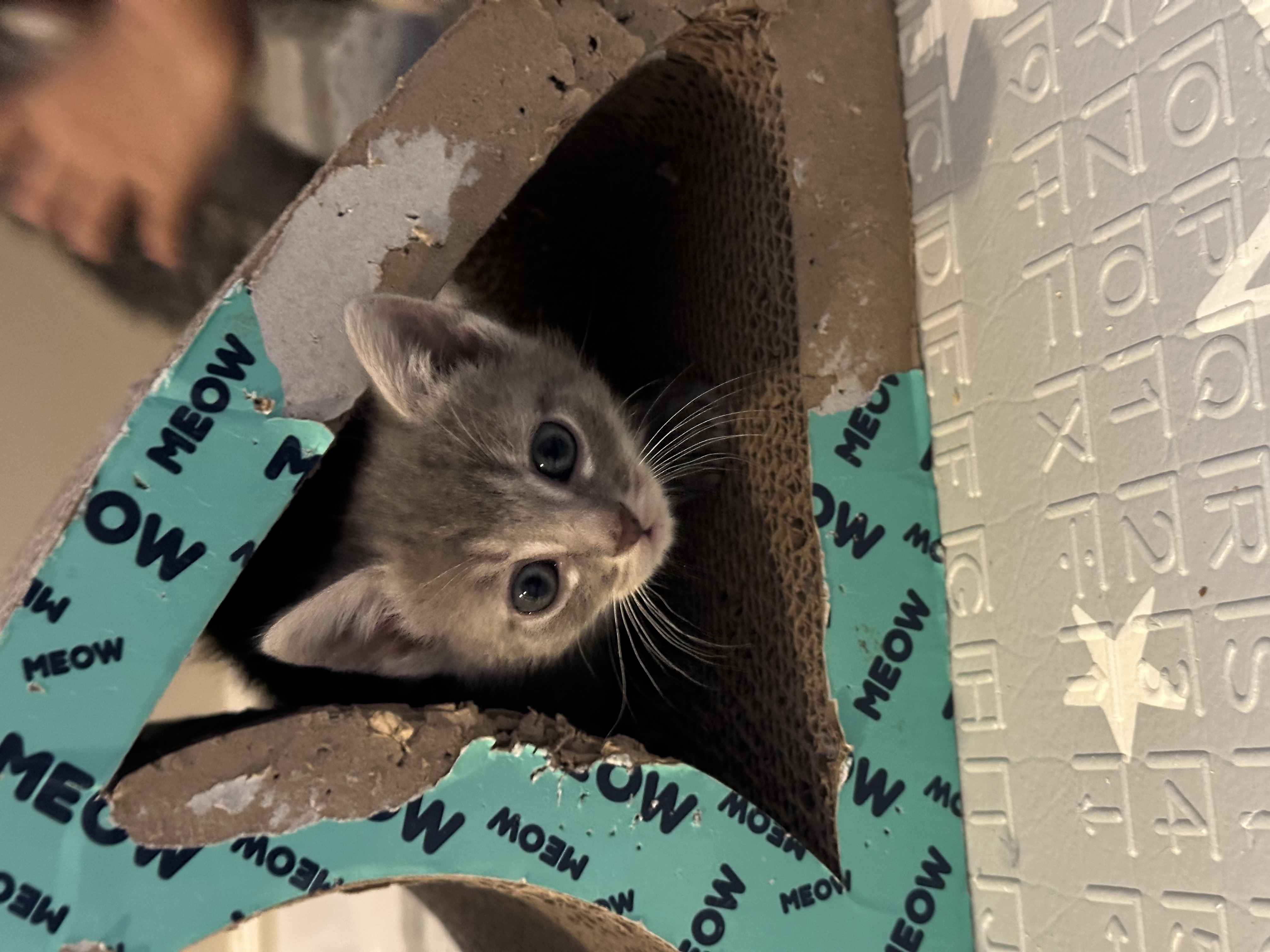 Picture of the Animal Listed