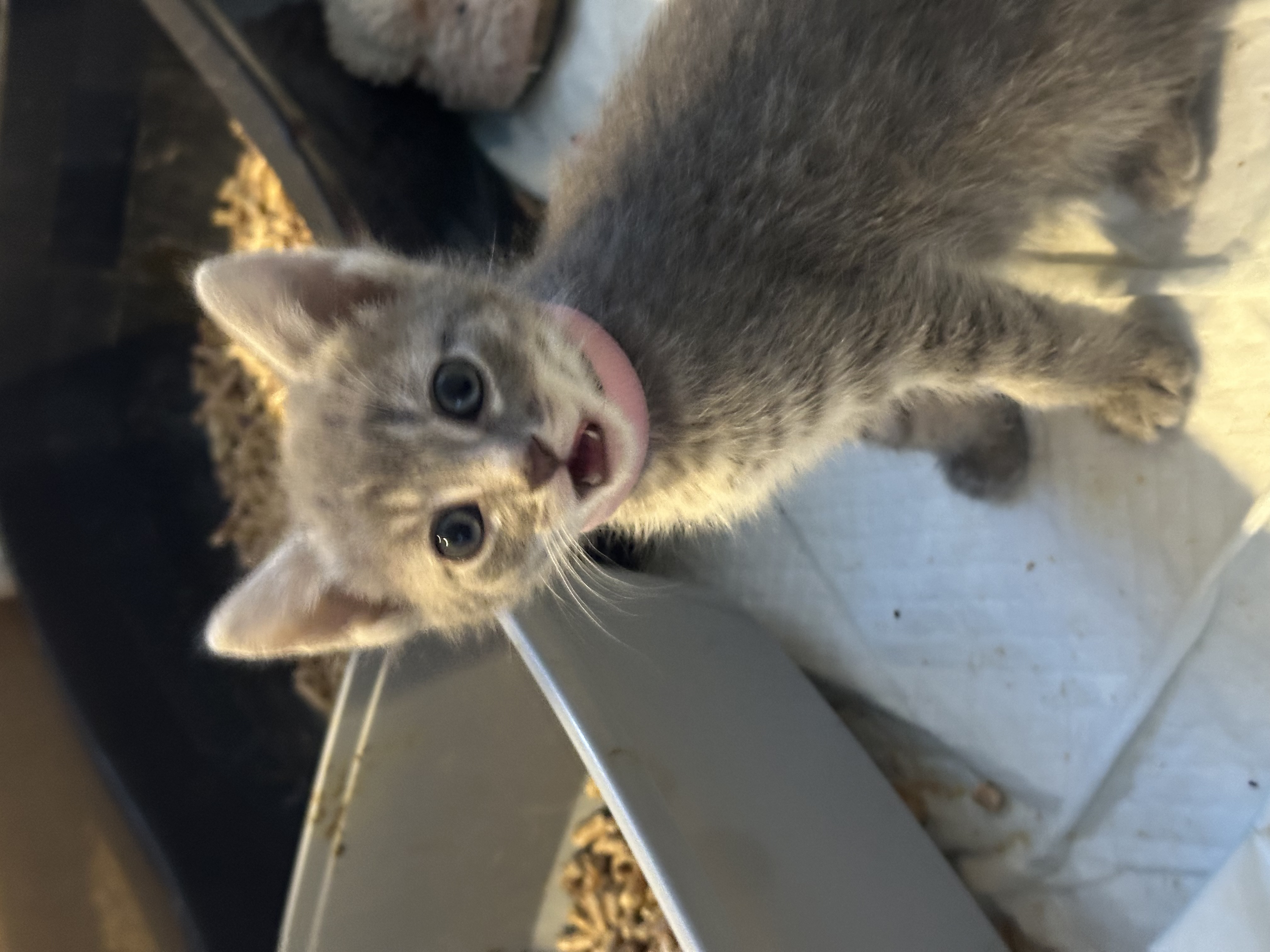 Picture of the Animal Listed