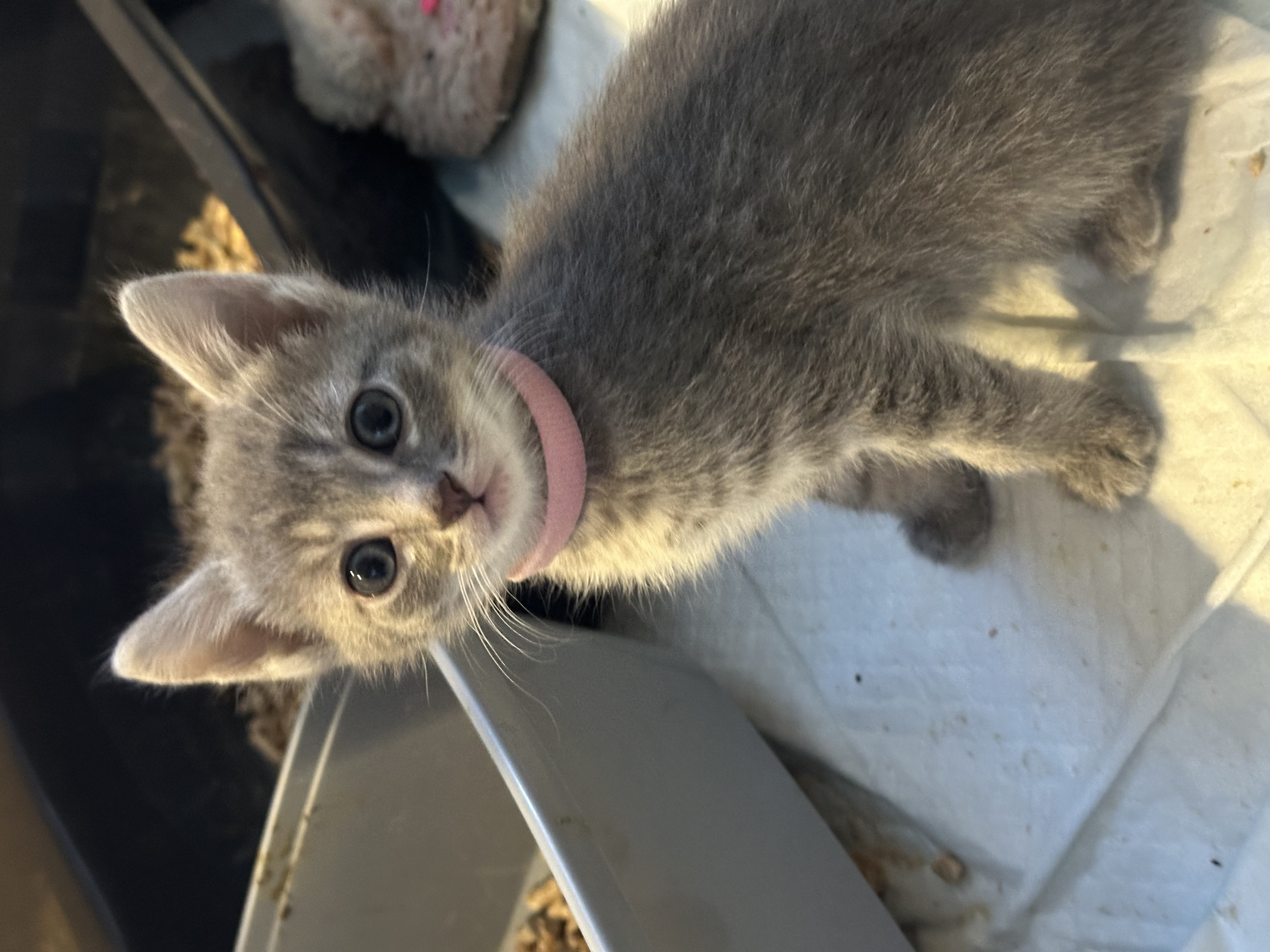 Picture of the Animal Listed