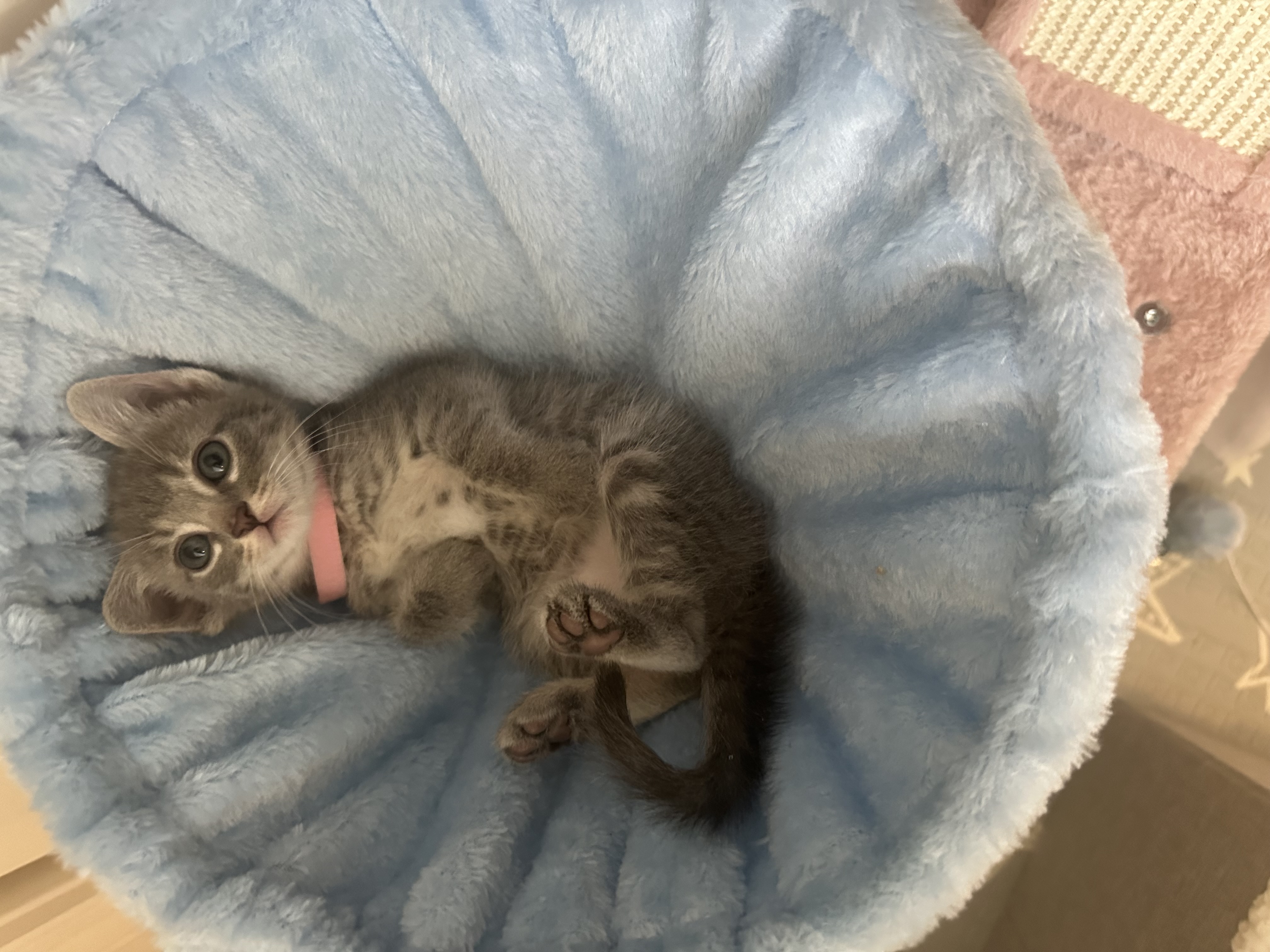 Picture of the Animal Listed