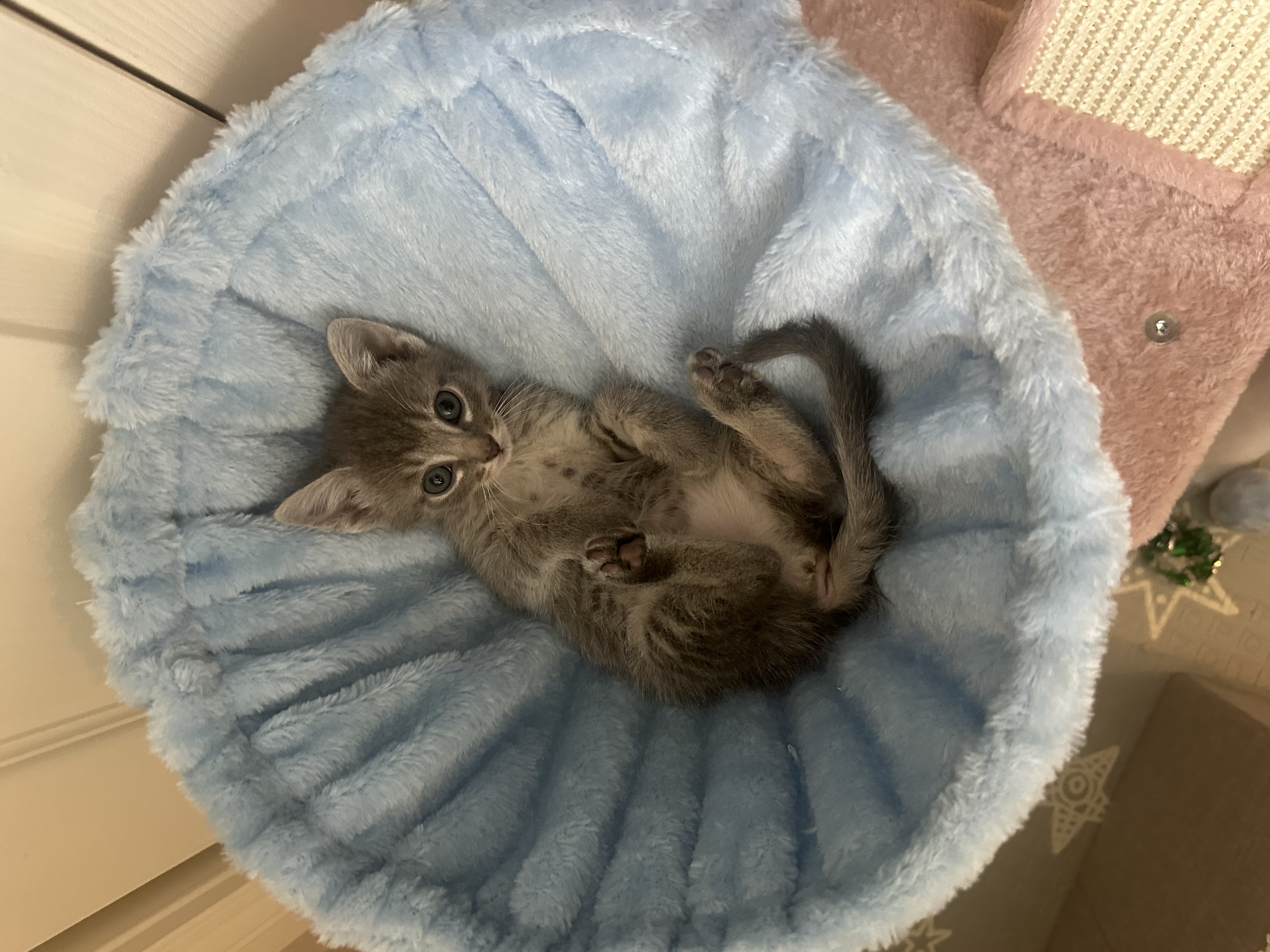 Picture of the Animal Listed