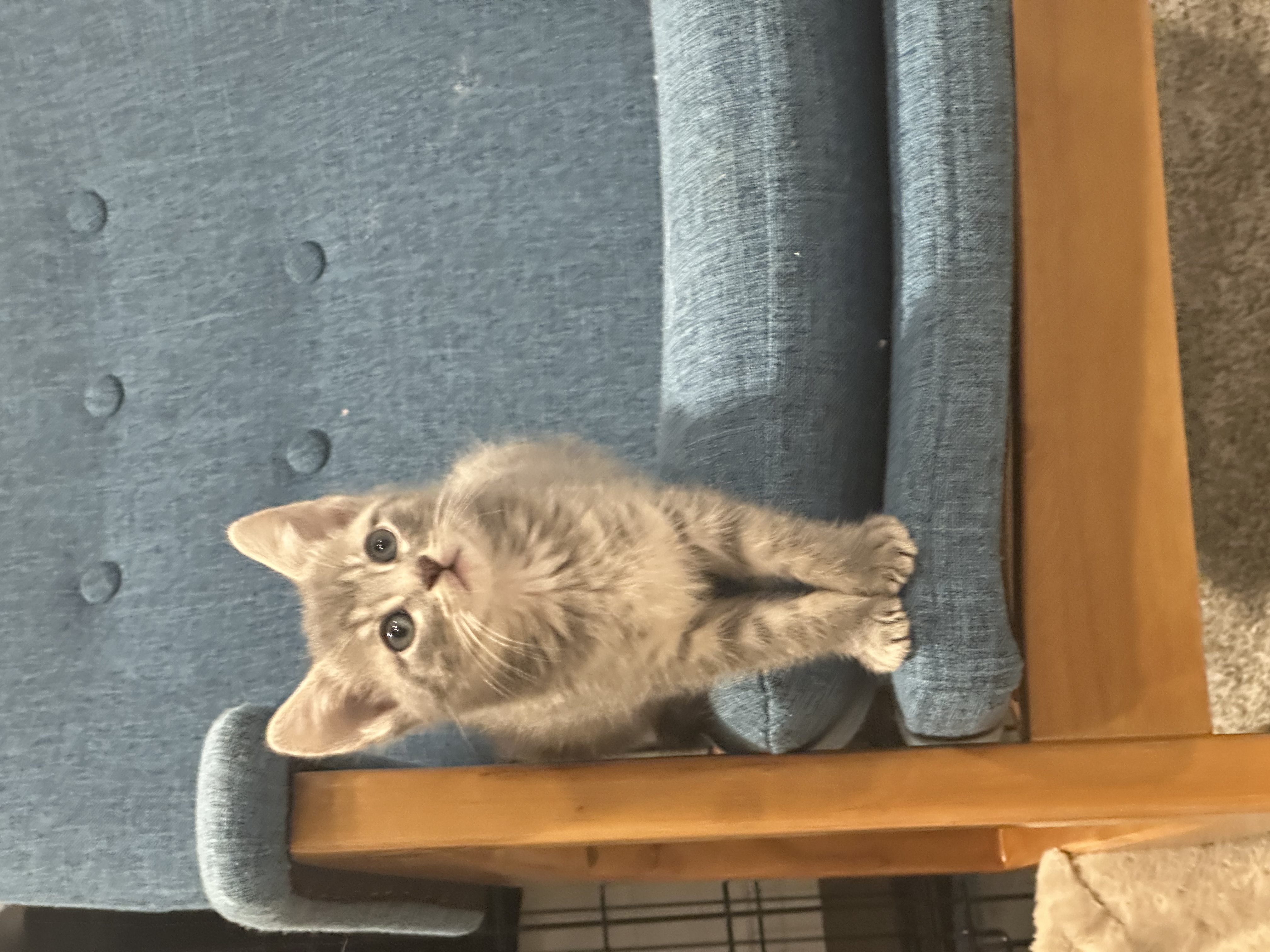 Picture of the Animal Listed