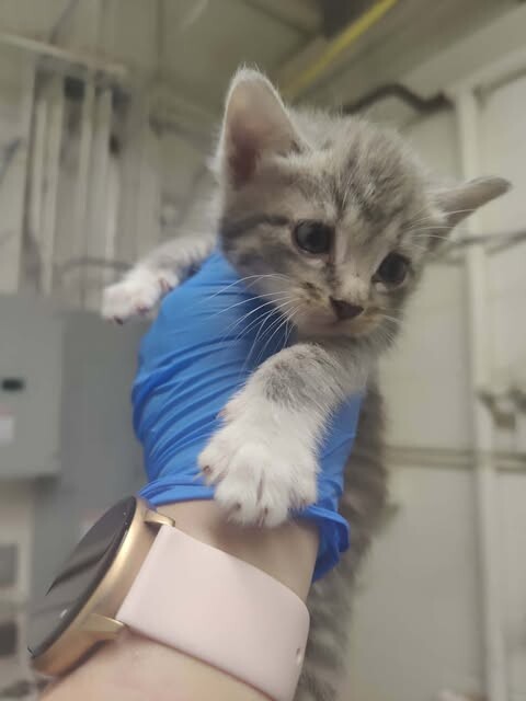 Picture of the Animal Listed