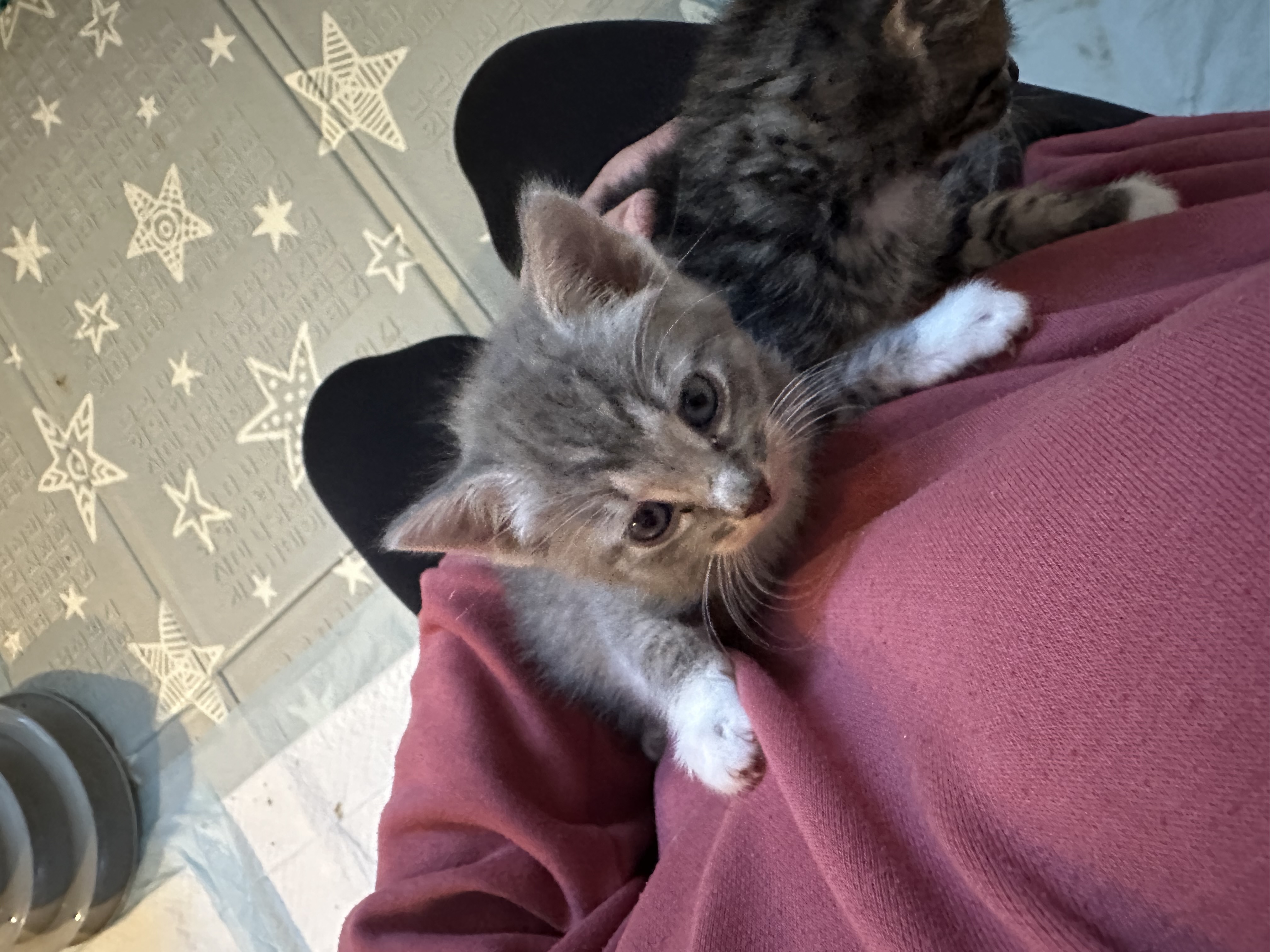 Picture of the Animal Listed