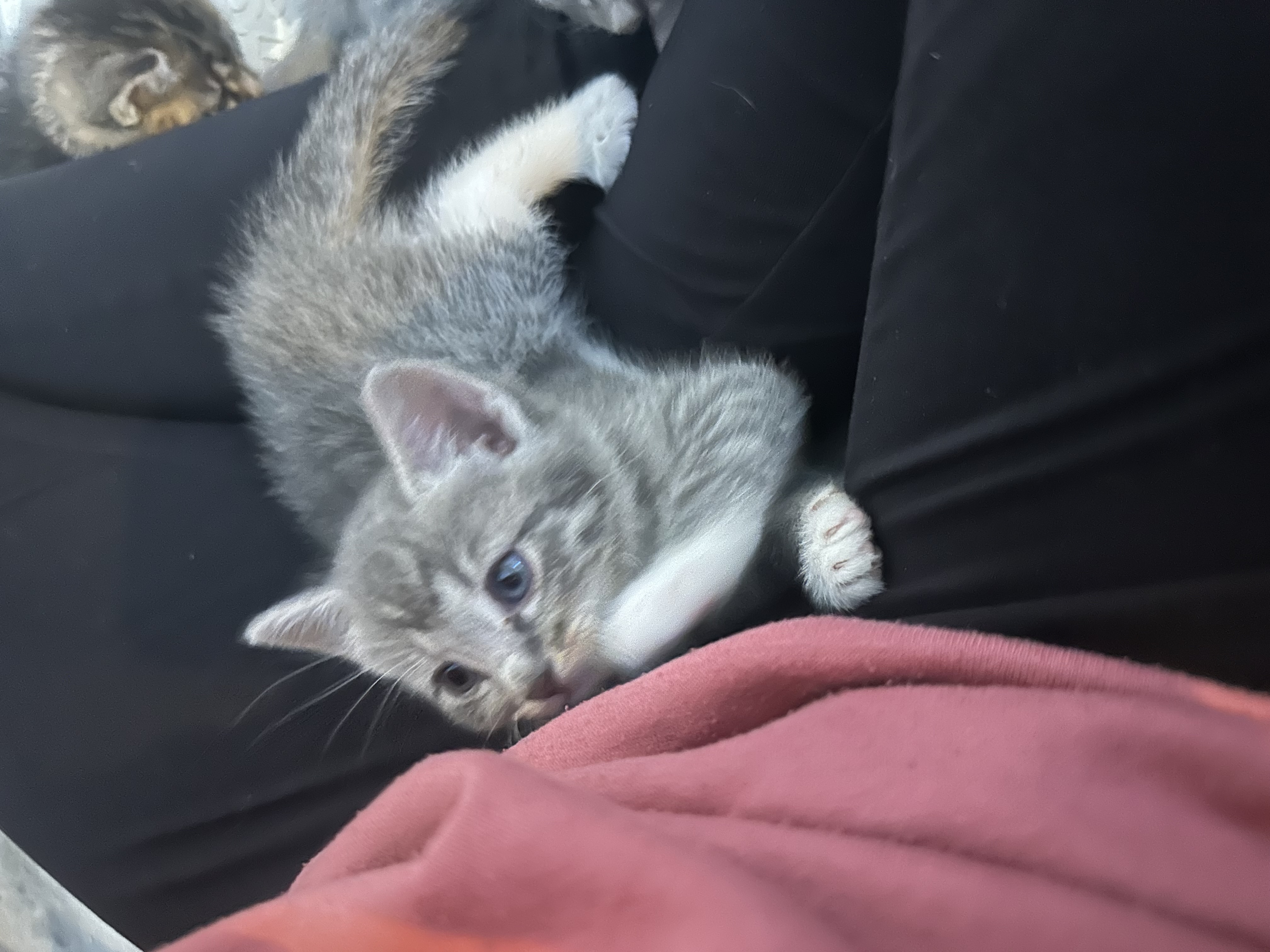 Picture of the Animal Listed