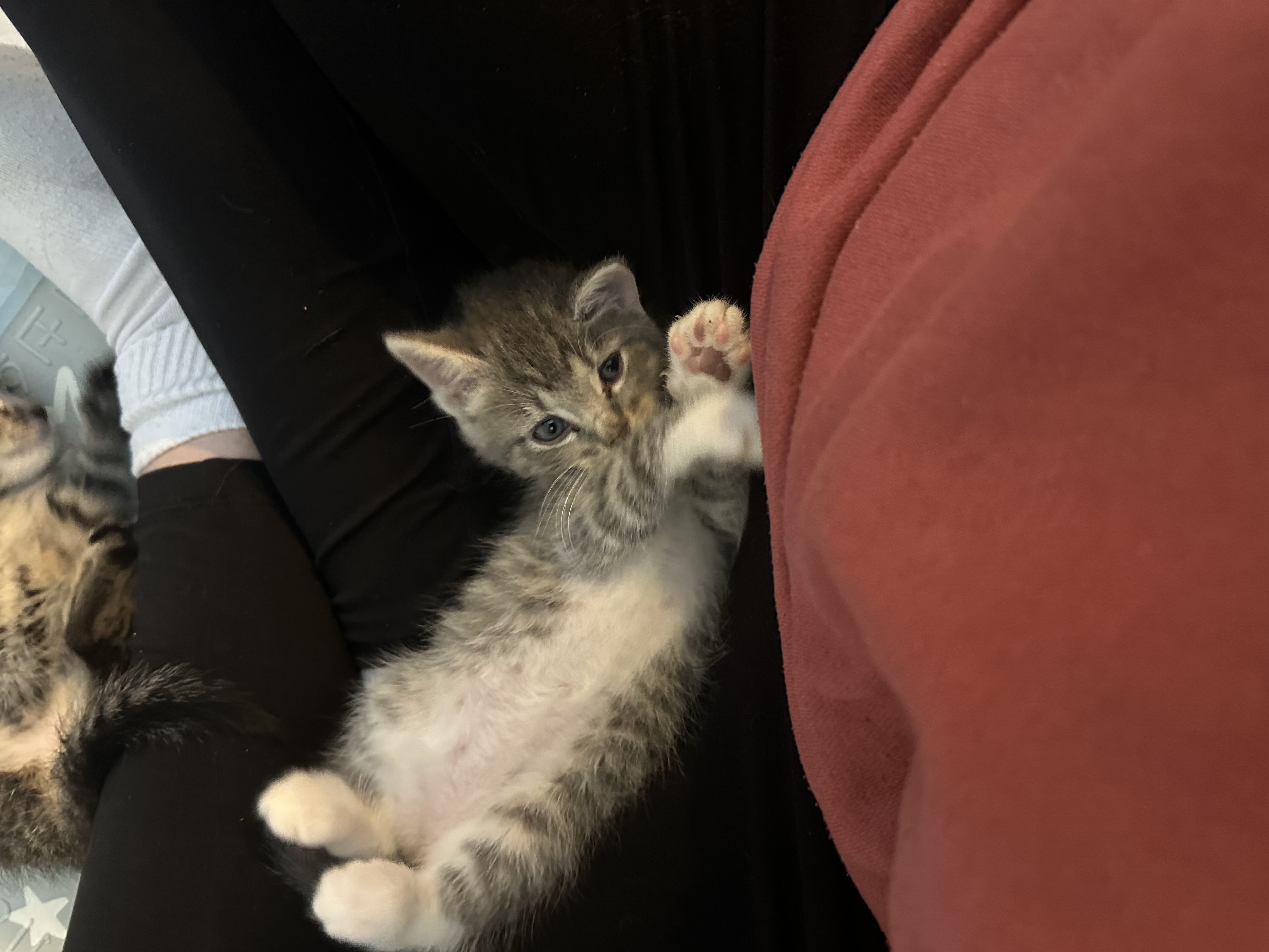 Picture of the Animal Listed