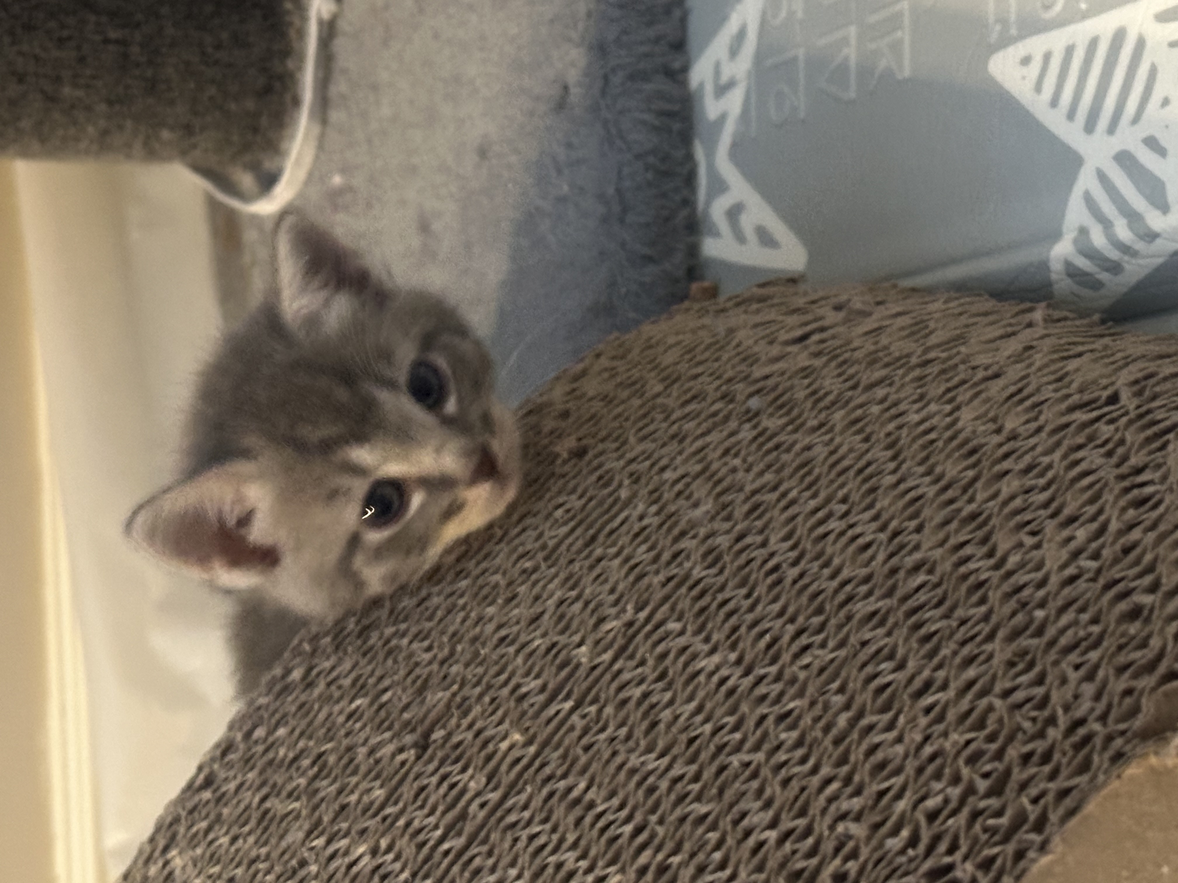 Picture of the Animal Listed