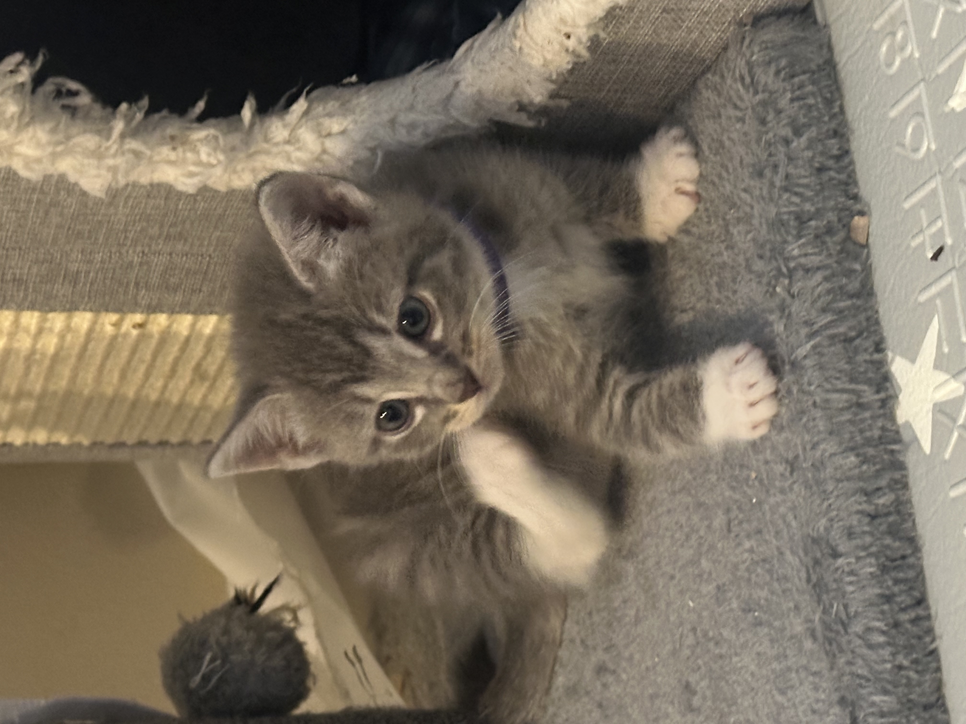 Picture of the Animal Listed