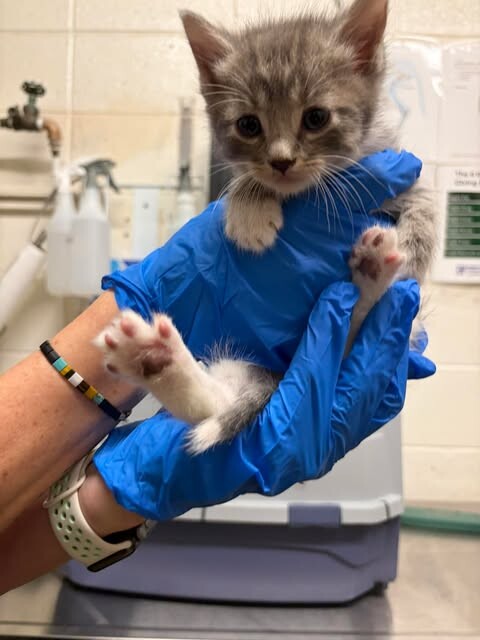 Picture of the Animal Listed