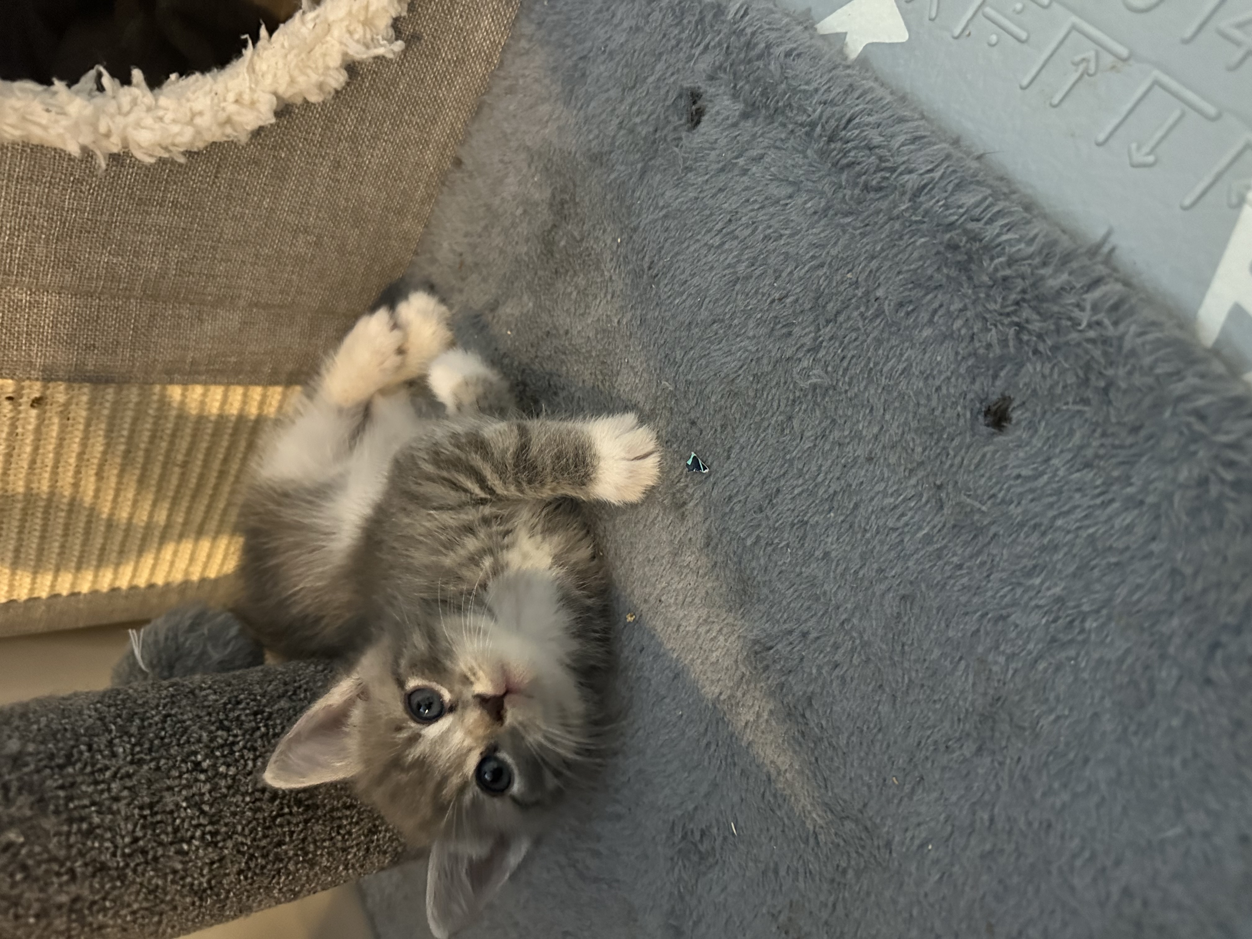 Picture of the Animal Listed