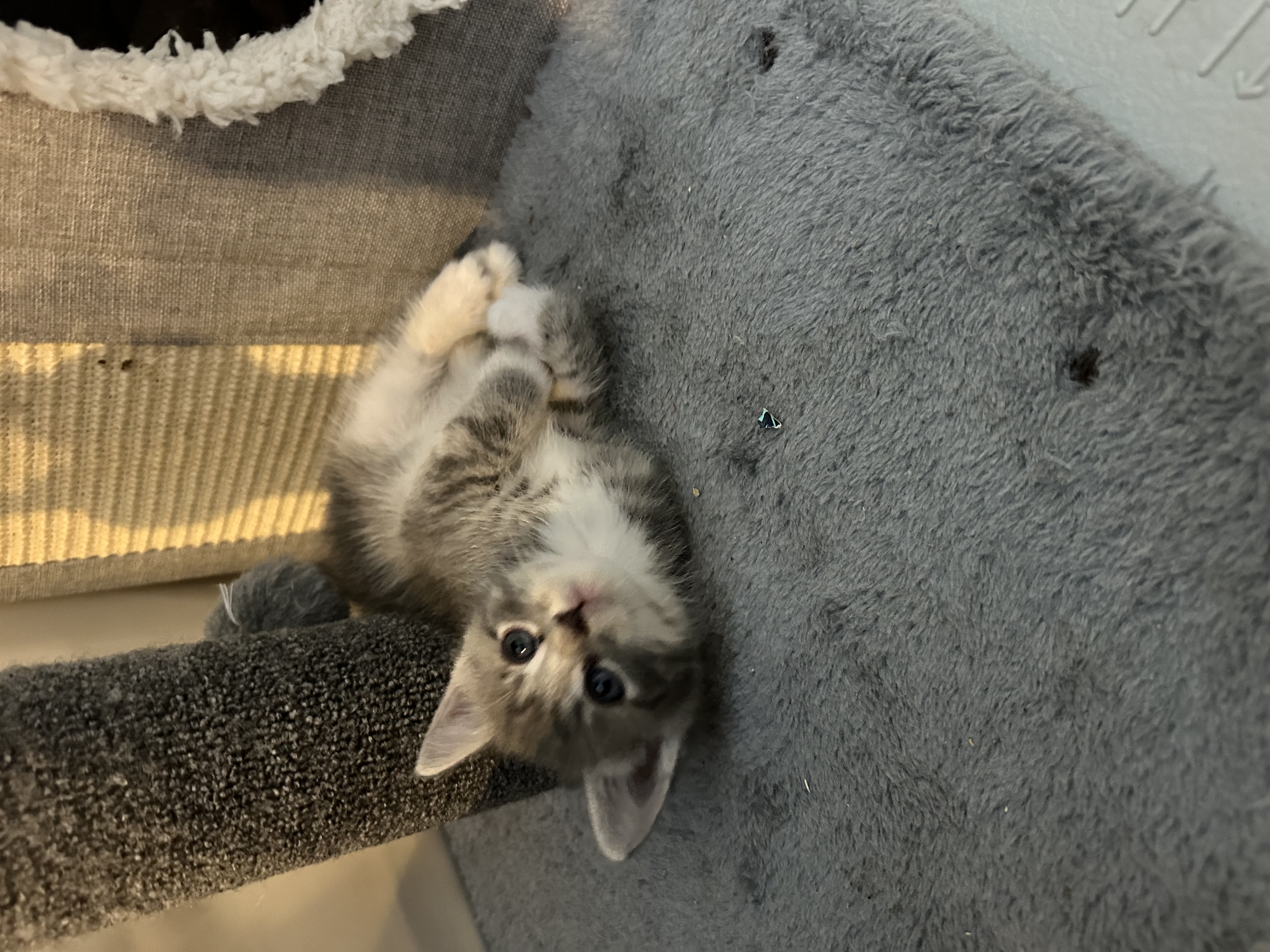 Picture of the Animal Listed