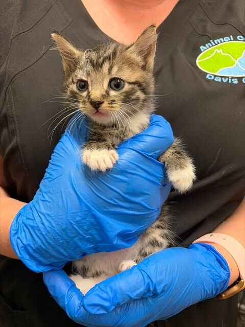 Picture of the Animal Listed