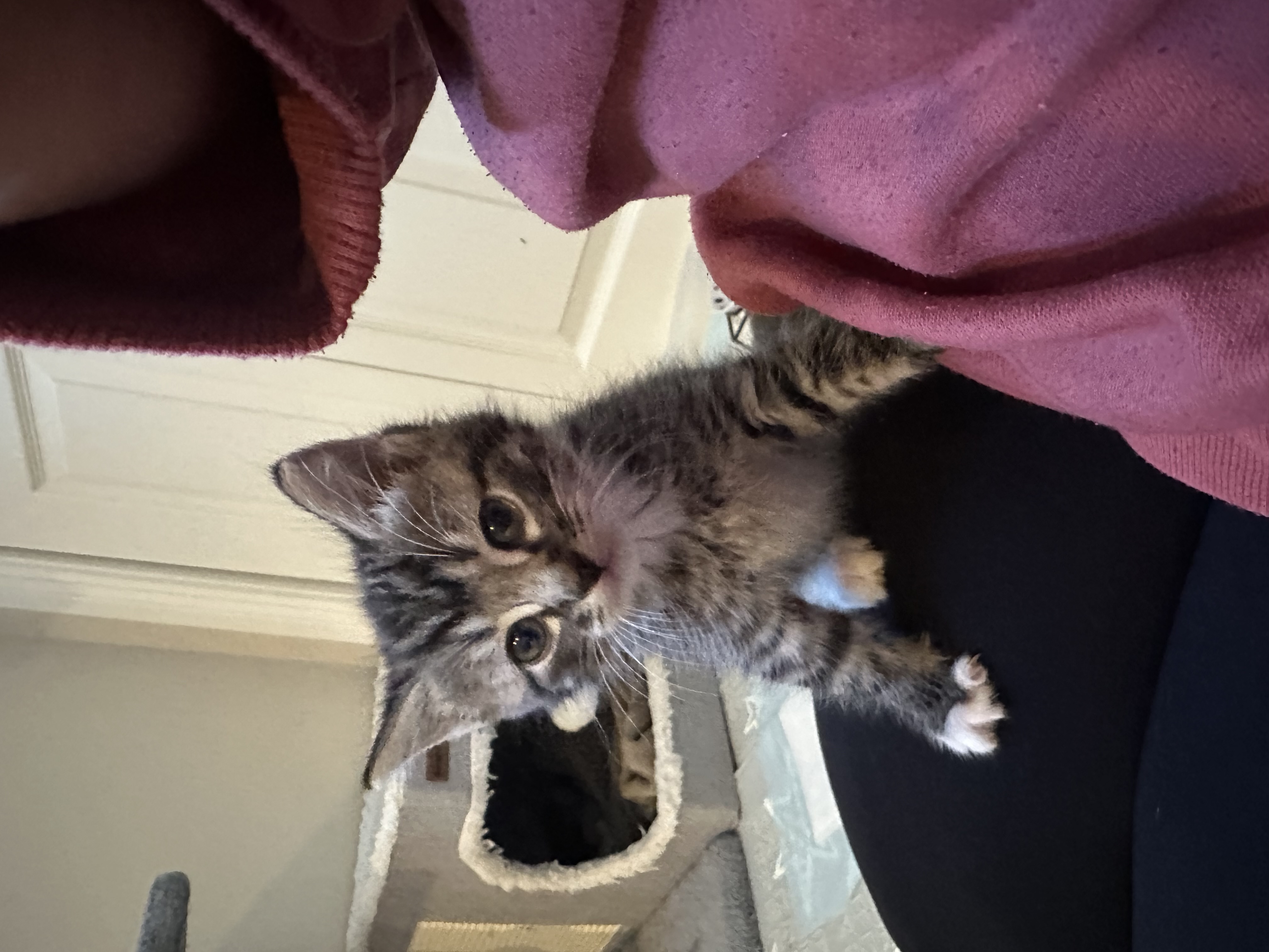 Picture of the Animal Listed